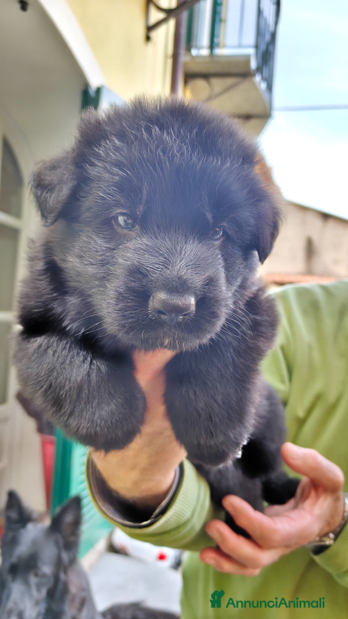 Pastore Tedesco cani Cuccioli Pastore Tedesco Pelo Lungo  - Annuncio 31