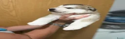 Alaskan Malamute cani in vendita: cucciolata di Alaskan Malamute - Annuncio 8