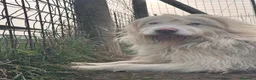 Meticcio cani in regalo: ABBANDONATO DALLA SUA FAMIGLIA  a Provincia di Ferrara - Annuncio 1