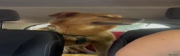 Meticcio cani in regalo: Cecilia bellissima cagnolona a pelo lungo  - Annuncio 3