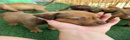 Pitbull cani in vendita: Ultimi cuccioli pitbull disponibili  - Annuncio 5