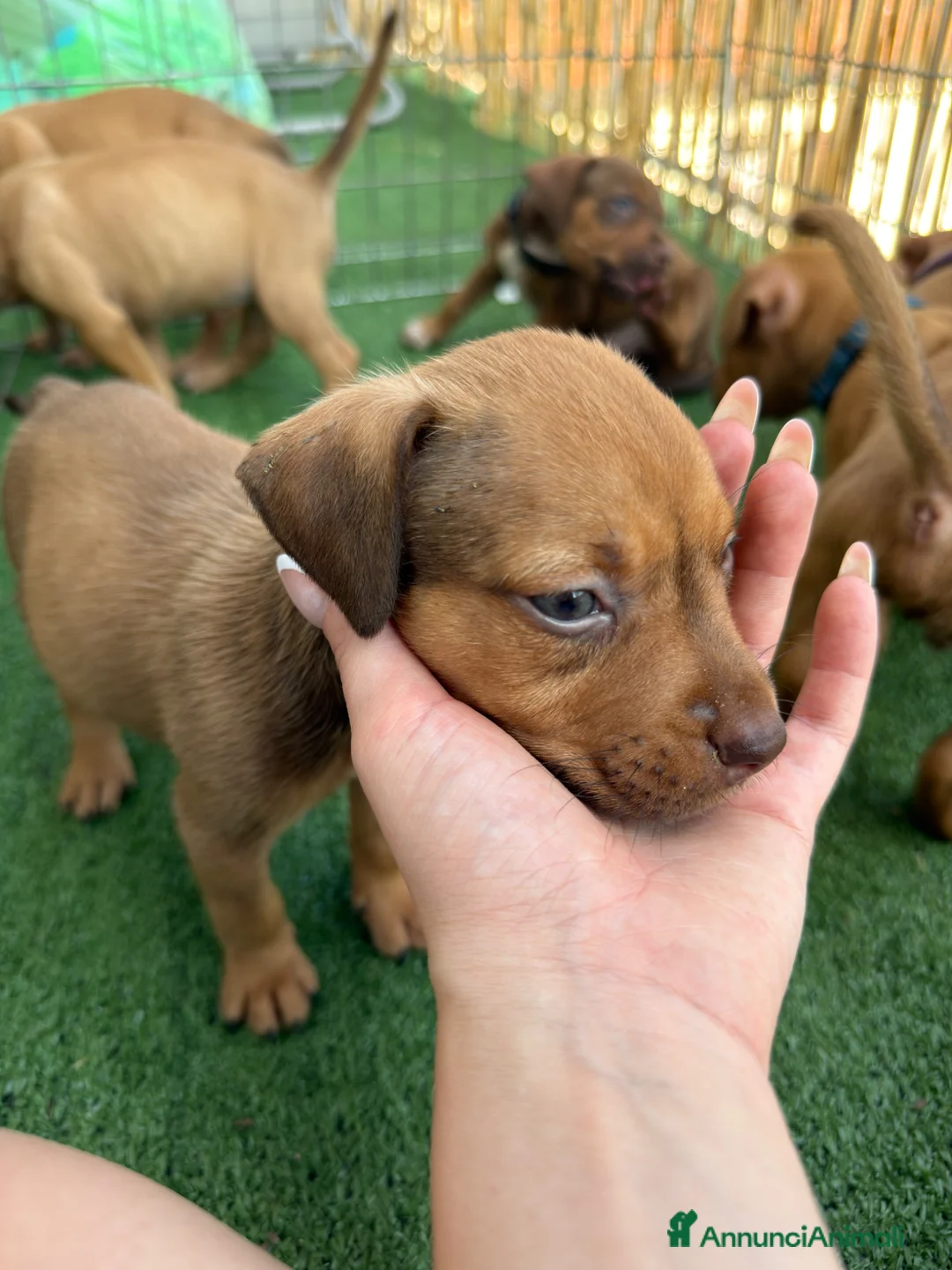 Pitbull cani in vendita: Ultimi cuccioli pitbull disponibili  - Annuncio 14