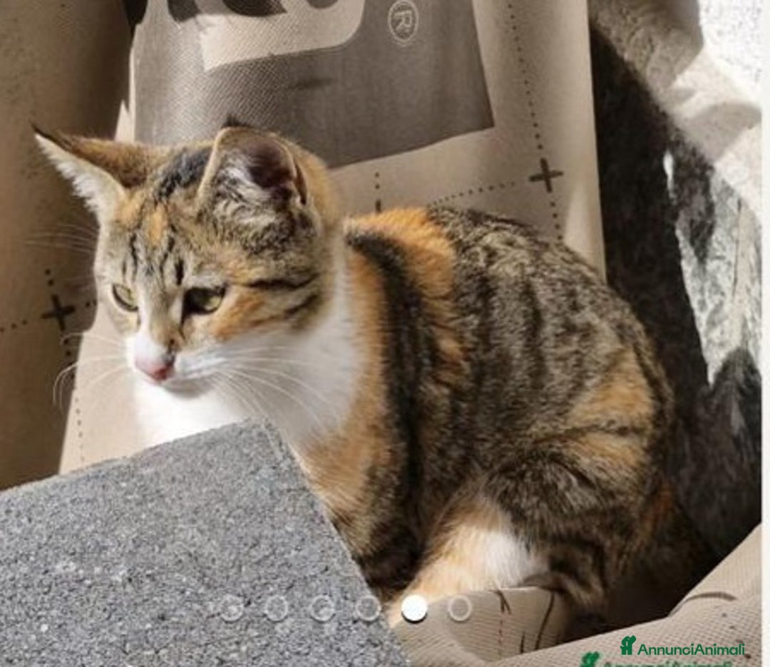 Europeo gatti in regalo: Micina 3mesi tigrata tricolore SOS VOGHERA  - Annuncio 1