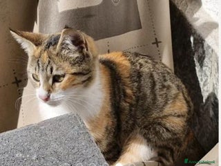 Europeo gatti Micina 3mesi tigrata tricolore SOS VOGHERA - Annuncio 8