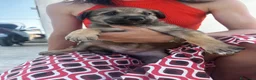 Meticcio cani in regalo: 3 bellissime cucciole cercano casa a Libero consorzio comunale di Ragusa - Annuncio 9