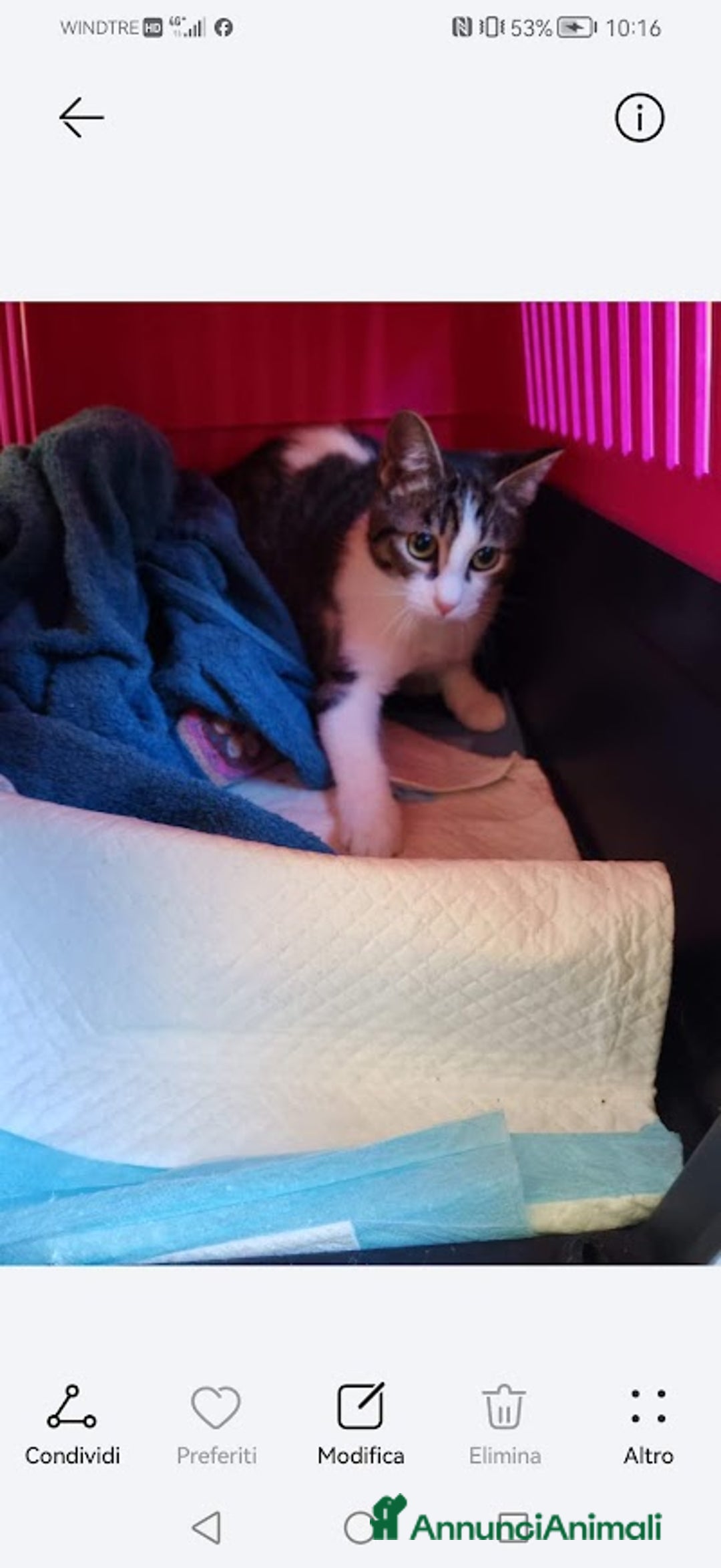 Europeo gatti in regalo: PICCOLO CONNOR 5 MESI DI DOLCEZZA - Annuncio 9