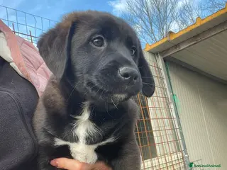 Meticcio cani ADOTTA QUESTO SPLENDIDO SIMIL LABRADORINO - Annuncio 5