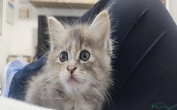 Norvegese gatti in vendita: Cuccioli di Norvegese delle foreste a Città metropolitana di Roma Capitale - Immagine 6