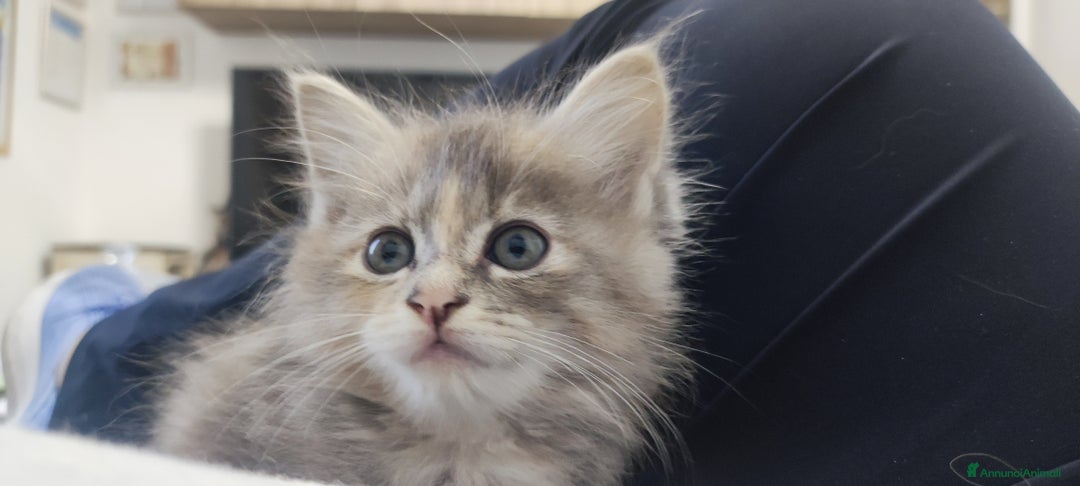 Norvegese gatti in vendita: Cuccioli di Norvegese delle foreste a Città metropolitana di Roma Capitale - Immagine 6