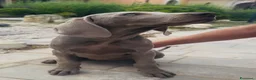 Weimaraner cani in vendita: Disponibili Cuccioli Weimaraner Abruzzo  a Provincia dell'Aquila - Annuncio 10