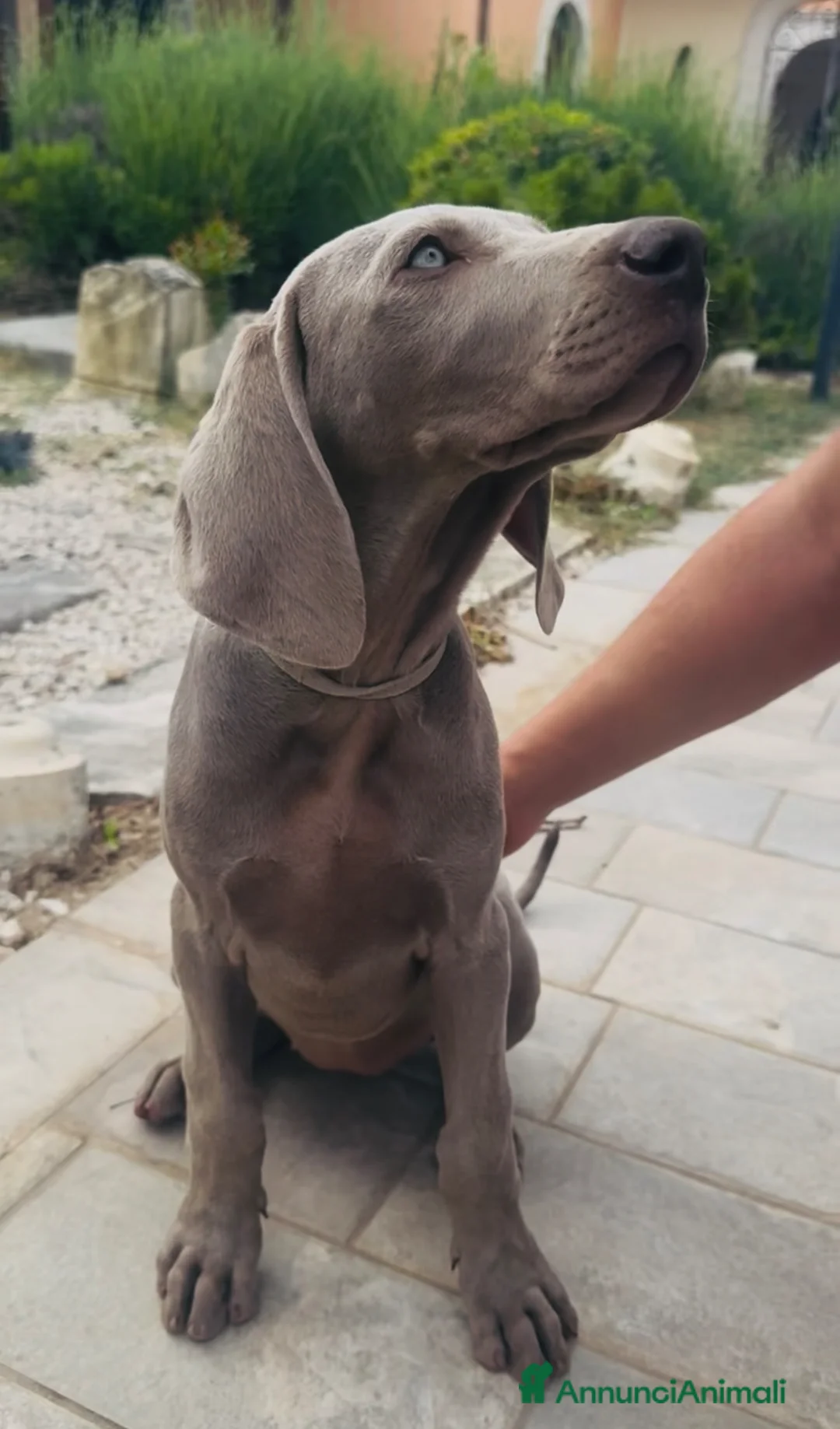 Weimaraner cani in vendita: Disponibili Cuccioli Weimaraner Abruzzo  a Provincia dell'Aquila - Annuncio 10