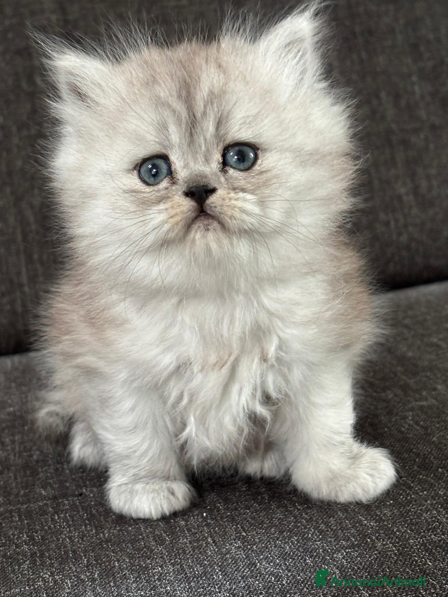 Persiano gatti Gattini cuccioli Persiano - Annuncio 3