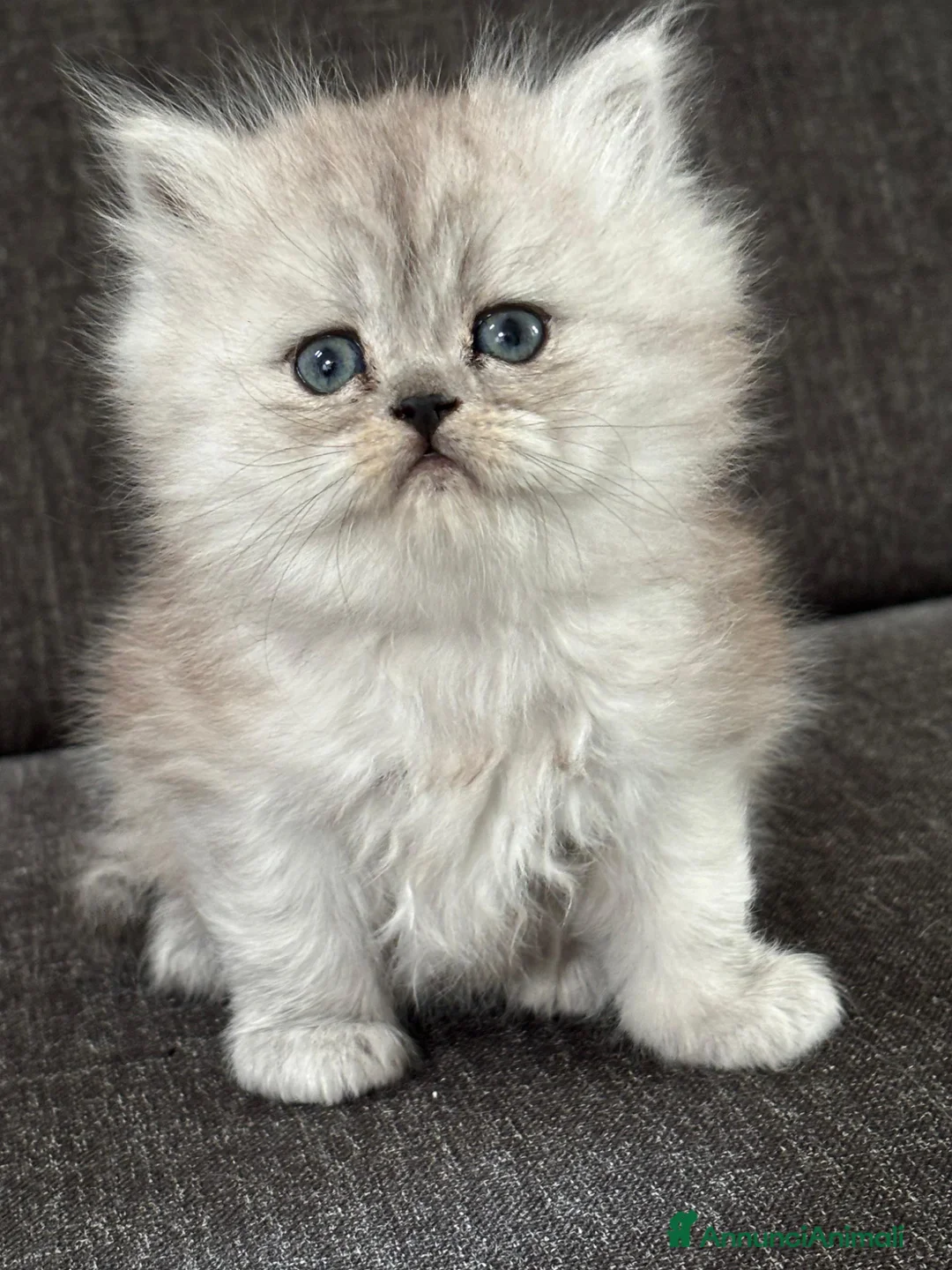 Persiano gatti in vendita: Gattini cuccioli Persiano - Annuncio 1