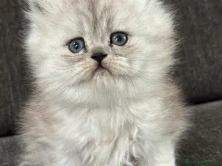 Persiano gatti Gattini cuccioli Persiano - Annuncio 18