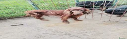 Setter Irlandese cani in regalo: AVATAR e ASUKA setter in cerca di casa a Città Metropolitana di Torino - Annuncio 4