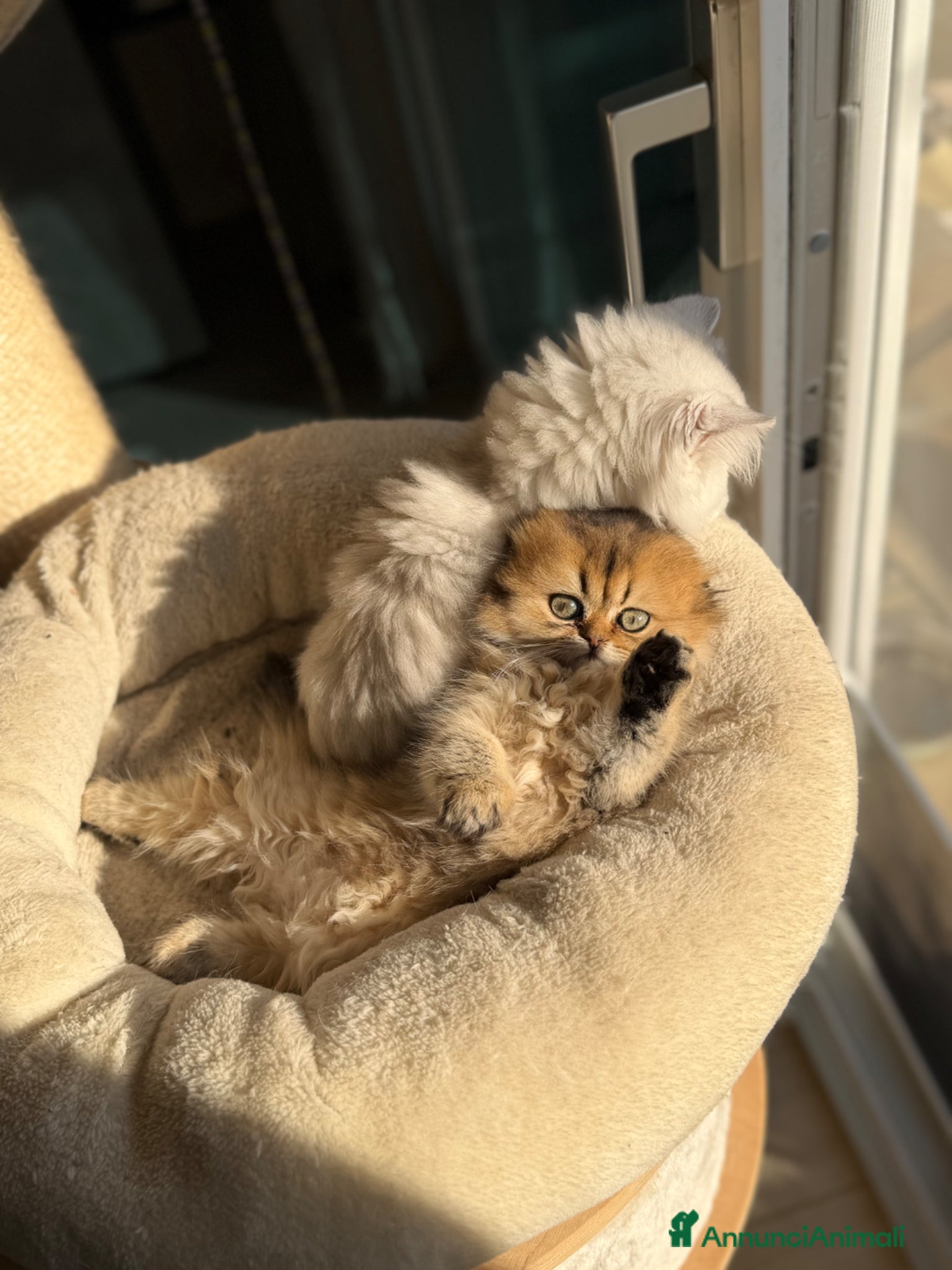 Scottish gatti Scottish Straight & Fold  - Annuncio 1