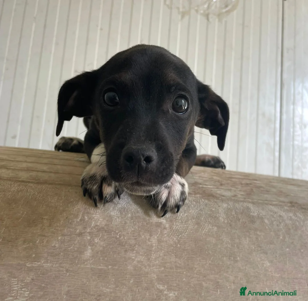 Meticcio cani in regalo: IL DOLCE LEON - Annuncio 2