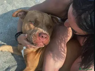 Pitbull cani Cuccioli di pitbull - Annuncio 1