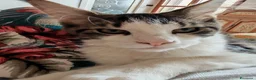 Maine Coon gatti in vendita: ULTIMO CUCCIOLO DISPONIBILE MAINE COON - Annuncio 5