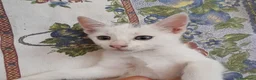 Europeo gatti in vendita: Gattini europei a Provincia di Lodi - Annuncio 1