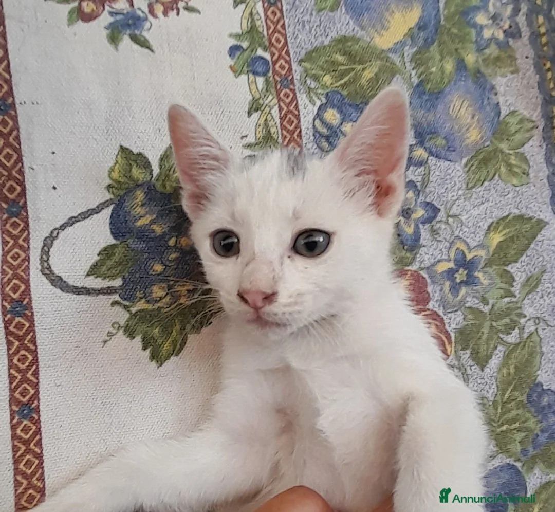 Europeo gatti in vendita: Gattini europei a Provincia di Lodi - Annuncio 1