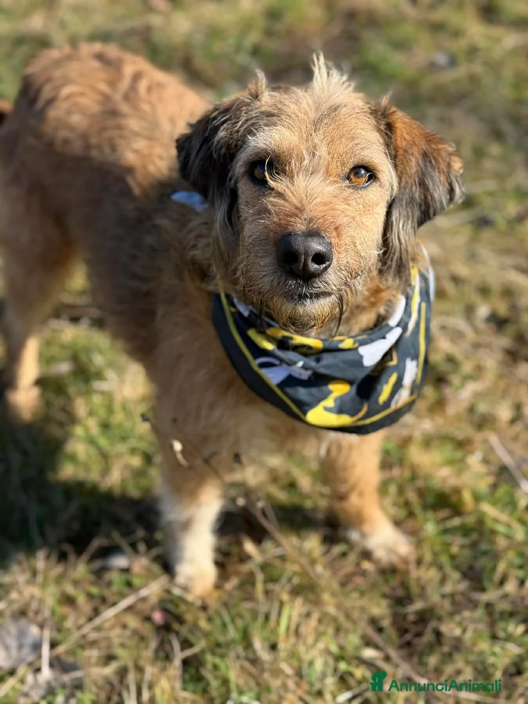 Meticcio cani in regalo: SYRIA, biondina super tenera! - Annuncio 1