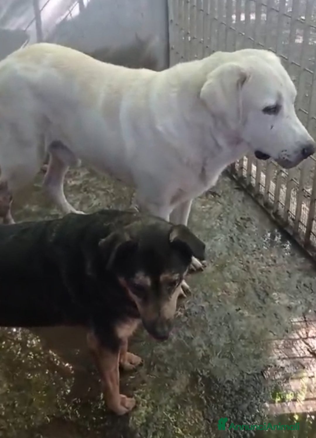 Labrador cani in regalo: Labrador puro 10anni mollato in canile anni fa.SUD - Annuncio 7