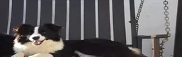 Border Collie cani in vendita: Cuccioli Border Collie con Pedigree - Annuncio 4