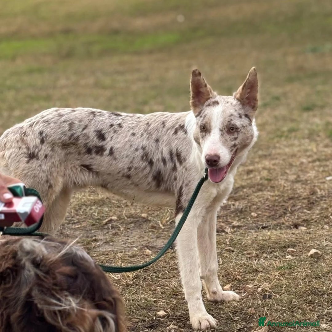 Border Collie cani in regalo: Severino border collie smooth 11 mesi in adozione - Annuncio 2
