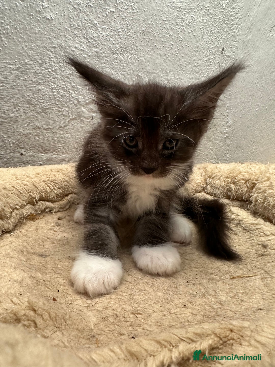 Maine Coon gatti in vendita: Gattini senza pedigree - Annuncio 4