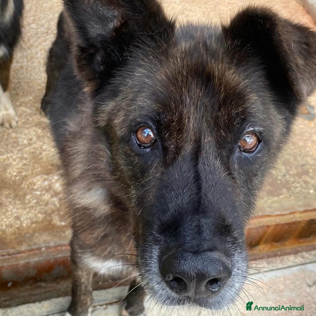 Meticcio cani in regalo: SCHIZZO adozione nonnino 12 anni canile Latina - Annuncio 7