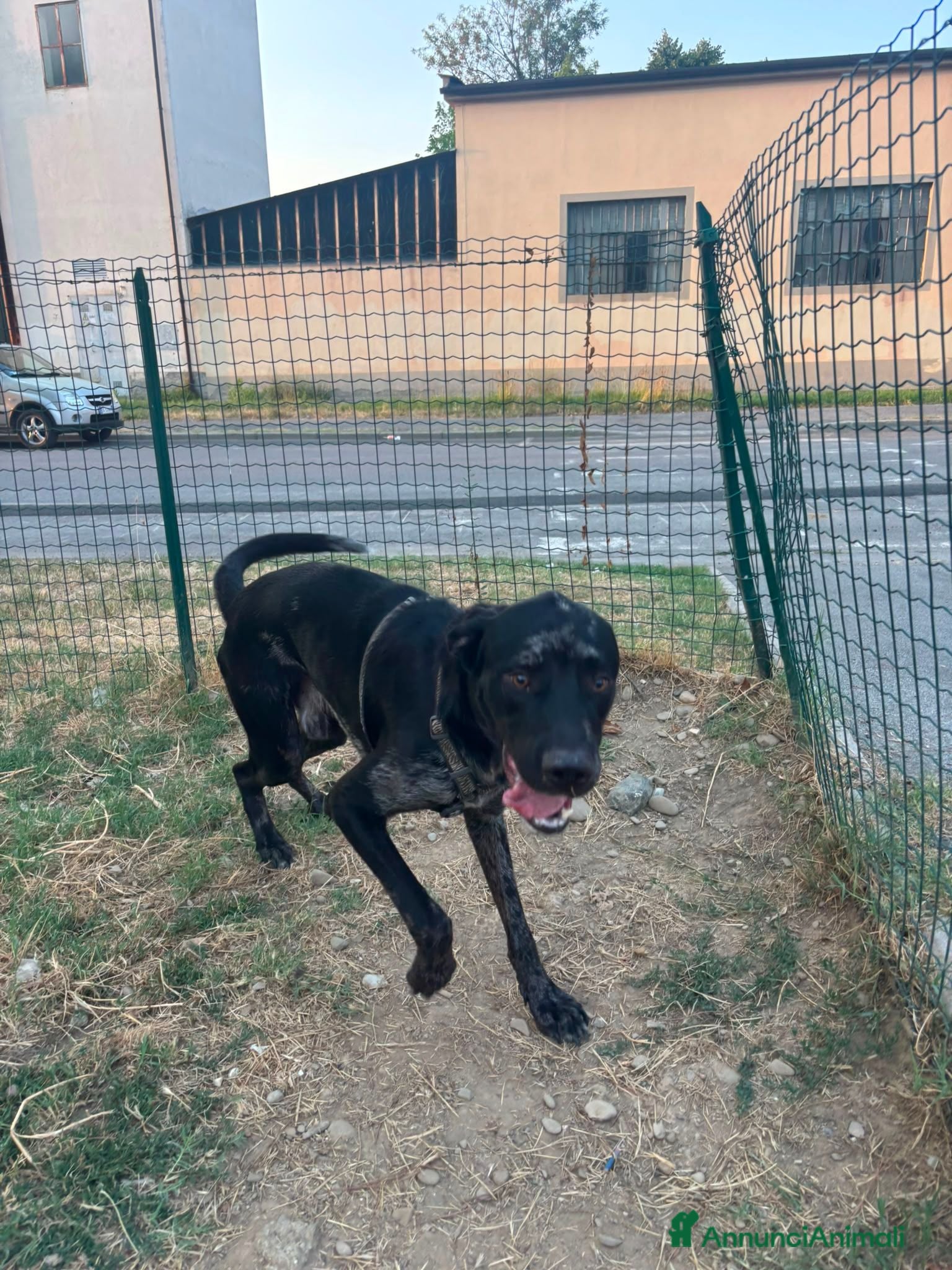 Meticcio cani Regalo cucciolone di 1 anno - Annuncio 7