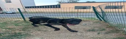 Meticcio cani in regalo: Regalo cucciolone di 1 anno a Città Metropolitana di Firenze - Annuncio 1