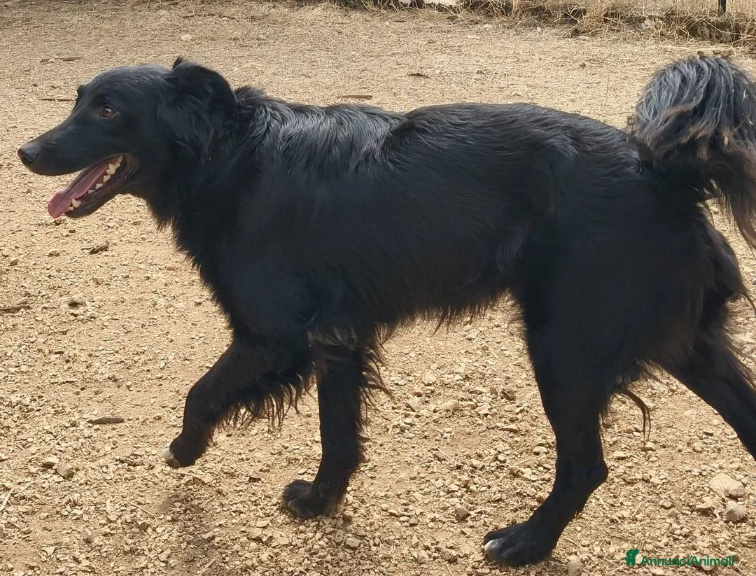 Meticcio cani in regalo: Sansone, il cane ideale - Annuncio 9