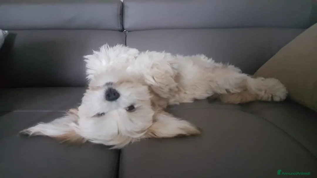 Immagine della galleria {{count}}