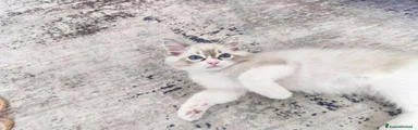 Ragdoll 3
