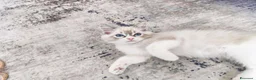 Ragdoll gatti in vendita: Ragdoll cuccioli con pedigree  - Annuncio 4