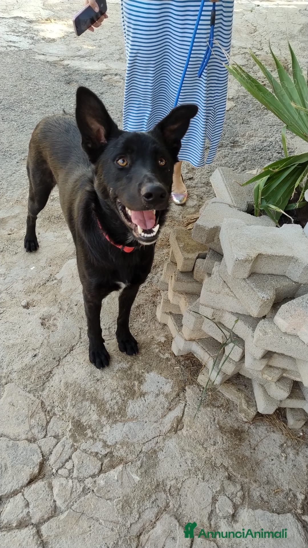 Meticcio cani in regalo: Artù, 9 mesi a Provincia di Bergamo - Immagine 3