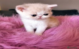 Exotic Shorthair gatti in vendita: Exotic Shorthair allevamento Exodora Sikelia  a Città metropolitana di Catania - Immagine 4