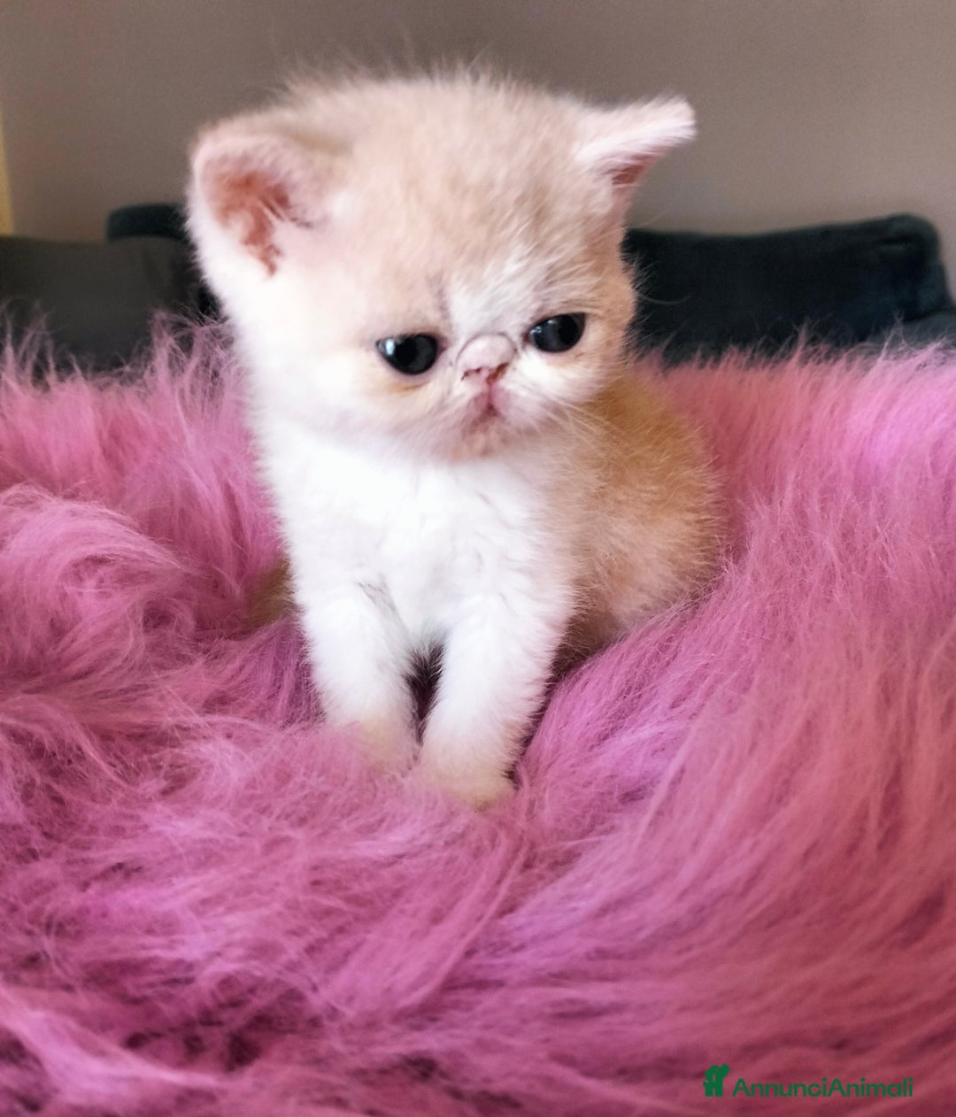 Exotic Shorthair gatti in vendita: Exotic Shorthair allevamento Exodora Sikelia  a Città metropolitana di Catania - Immagine 4