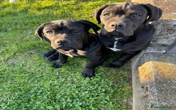 Cane Corso cani in vendita: Cuccioli in cerca di famiglia  a Provincia di Como - Immagine 5