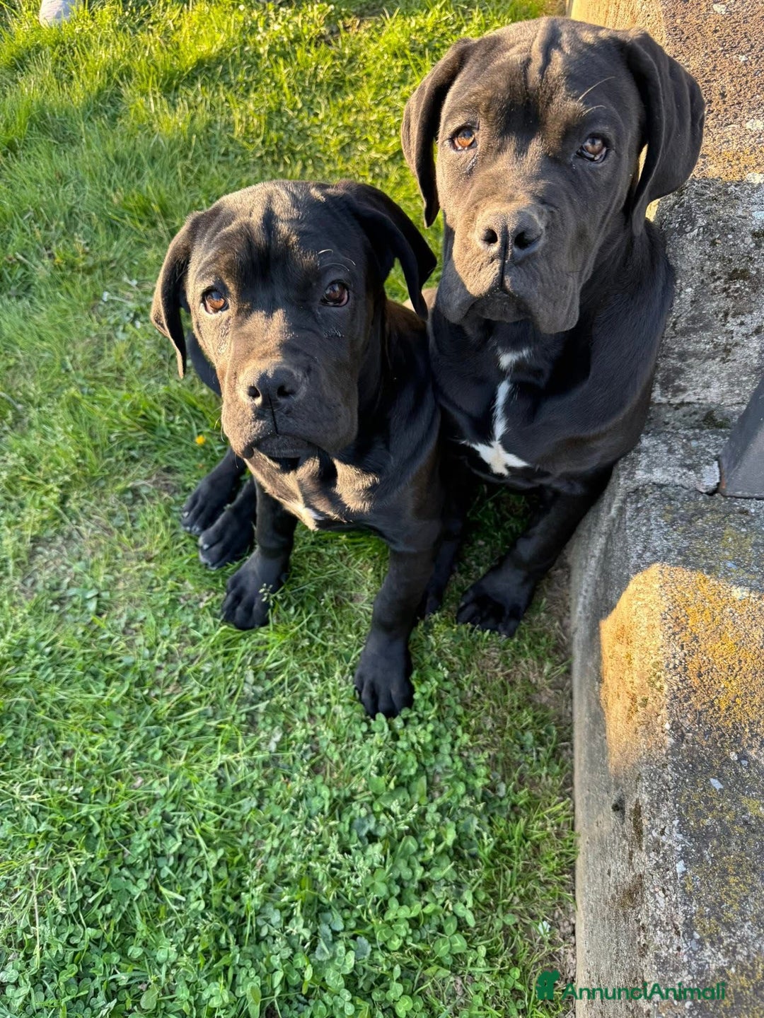 Cane Corso cani in vendita: Cuccioli in cerca di famiglia  a Provincia di Como - Immagine 5
