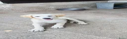Meticcio cani in regalo: Jonny  a Provincia di Parma - Annuncio 2