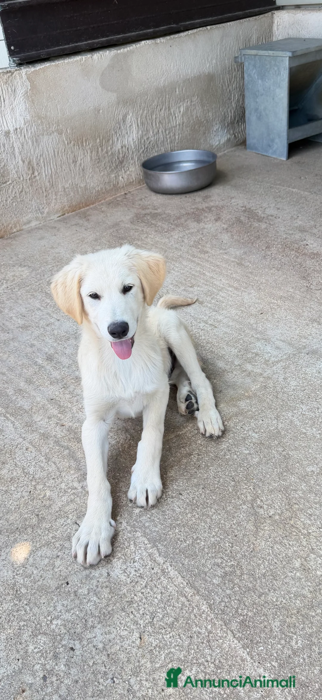 Meticcio cani in regalo: Jonny  a Provincia di Parma - Annuncio 2