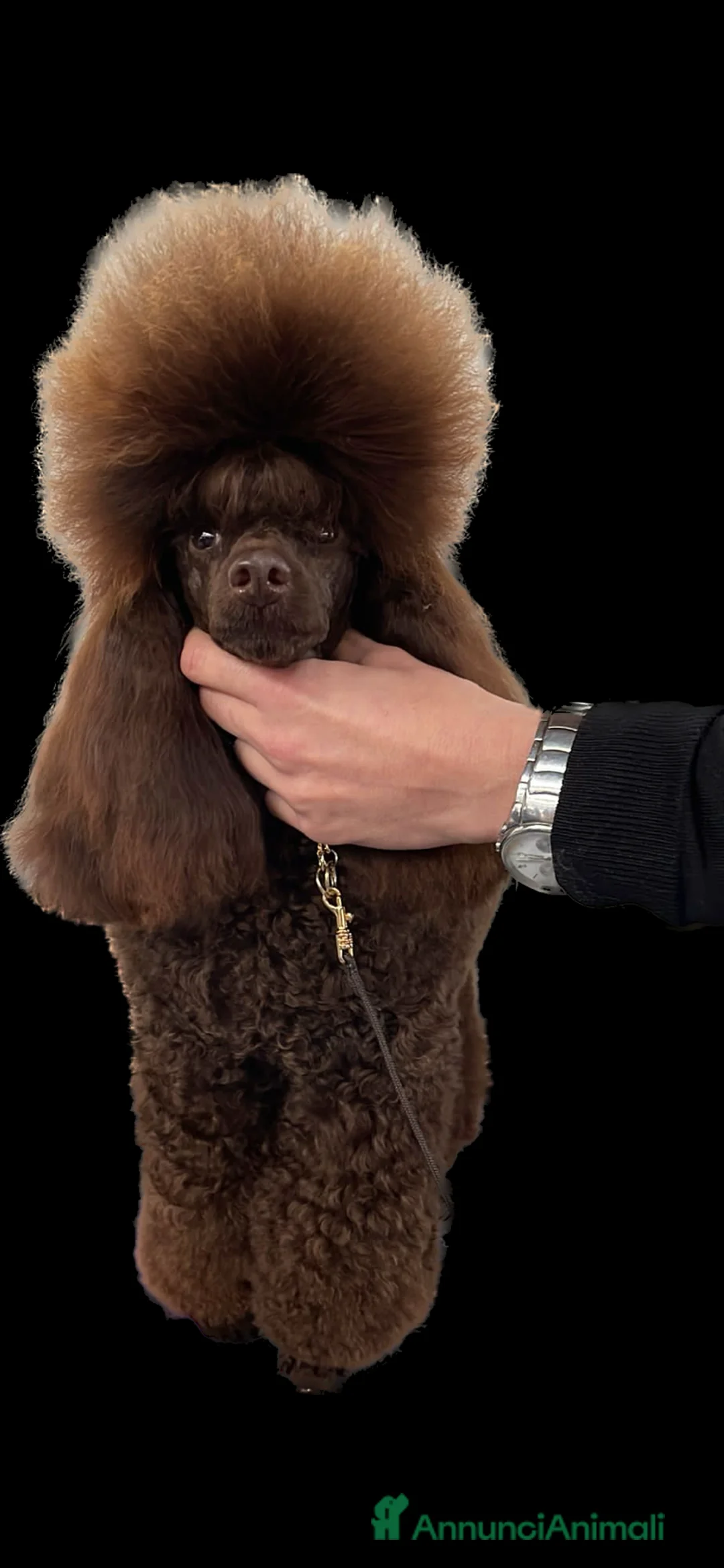 Immagine della galleria {{count}}