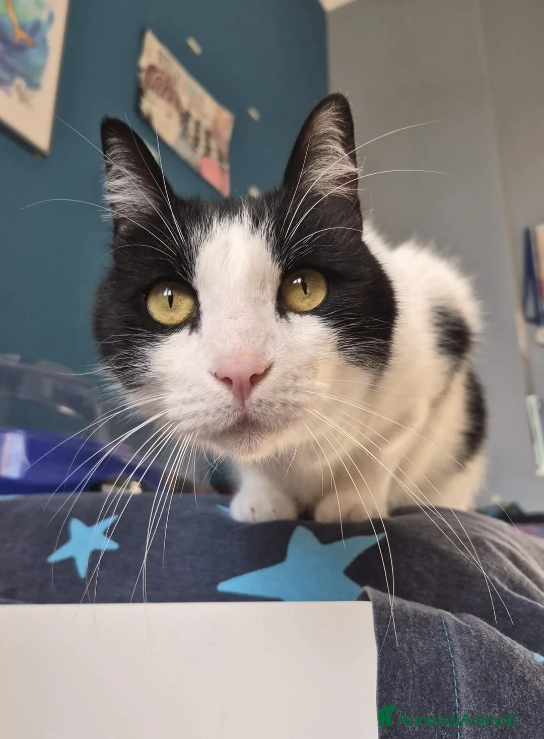 Europeo gatti in regalo: Romeo, micione dal carattere perfetto - Annuncio 1