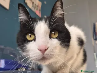 Europeo gatti Romeo, micione dal carattere perfetto - Annuncio 2