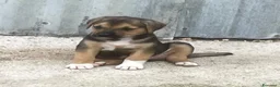 Meticcio cani in regalo: IL DOLCE TARZAN - Annuncio 6