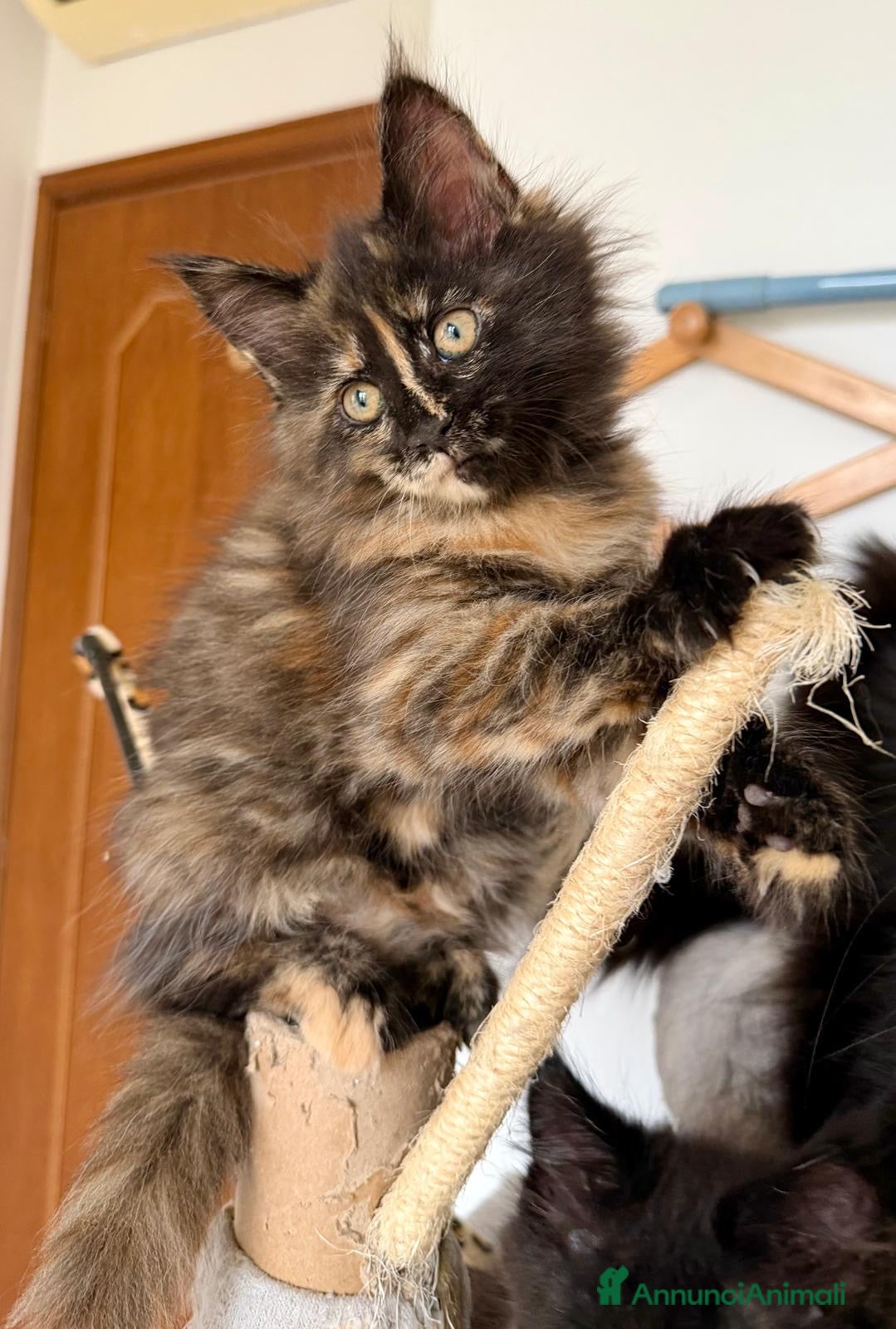 Maine Coon gatti Cuccioli maine coon con pedigree - Annuncio 2