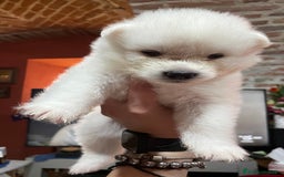 Akita Inu cani in vendita: 🌸 Hime Sakura cerca una famiglia 🌸 a Città Metropolitana di Torino - Immagine 5